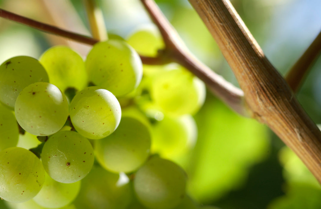 Nachhaltiger Weinbau bei Weingut Christ: Unsere Erfahrungen und Vision für eine grünere Zukunft