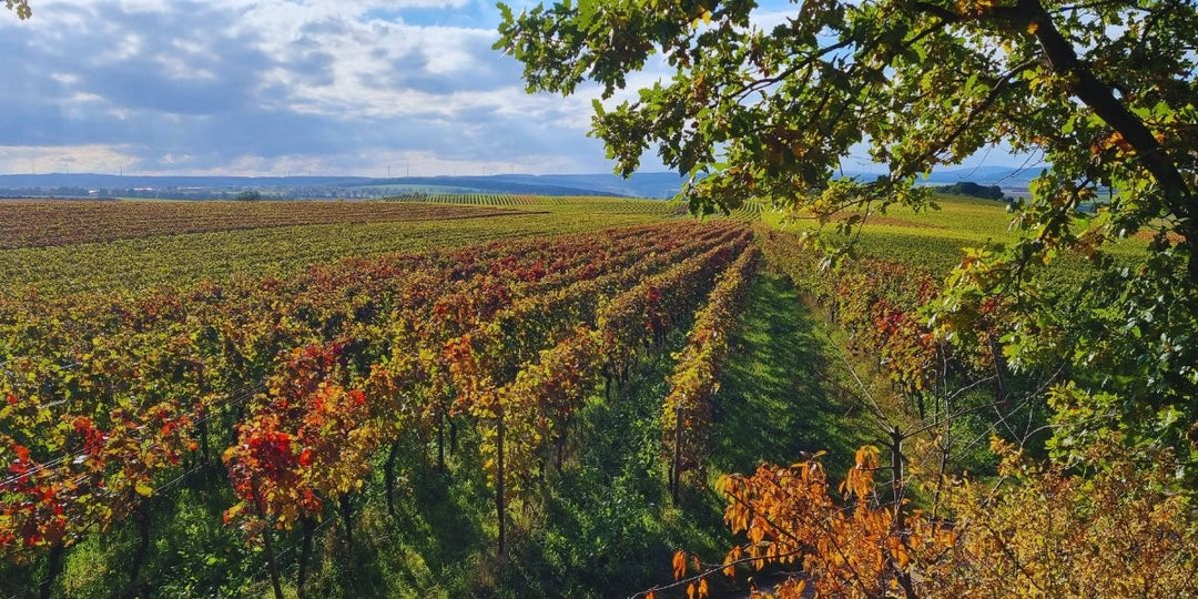 Der Weinjahrgang 2023 - ein Zwischenfazit