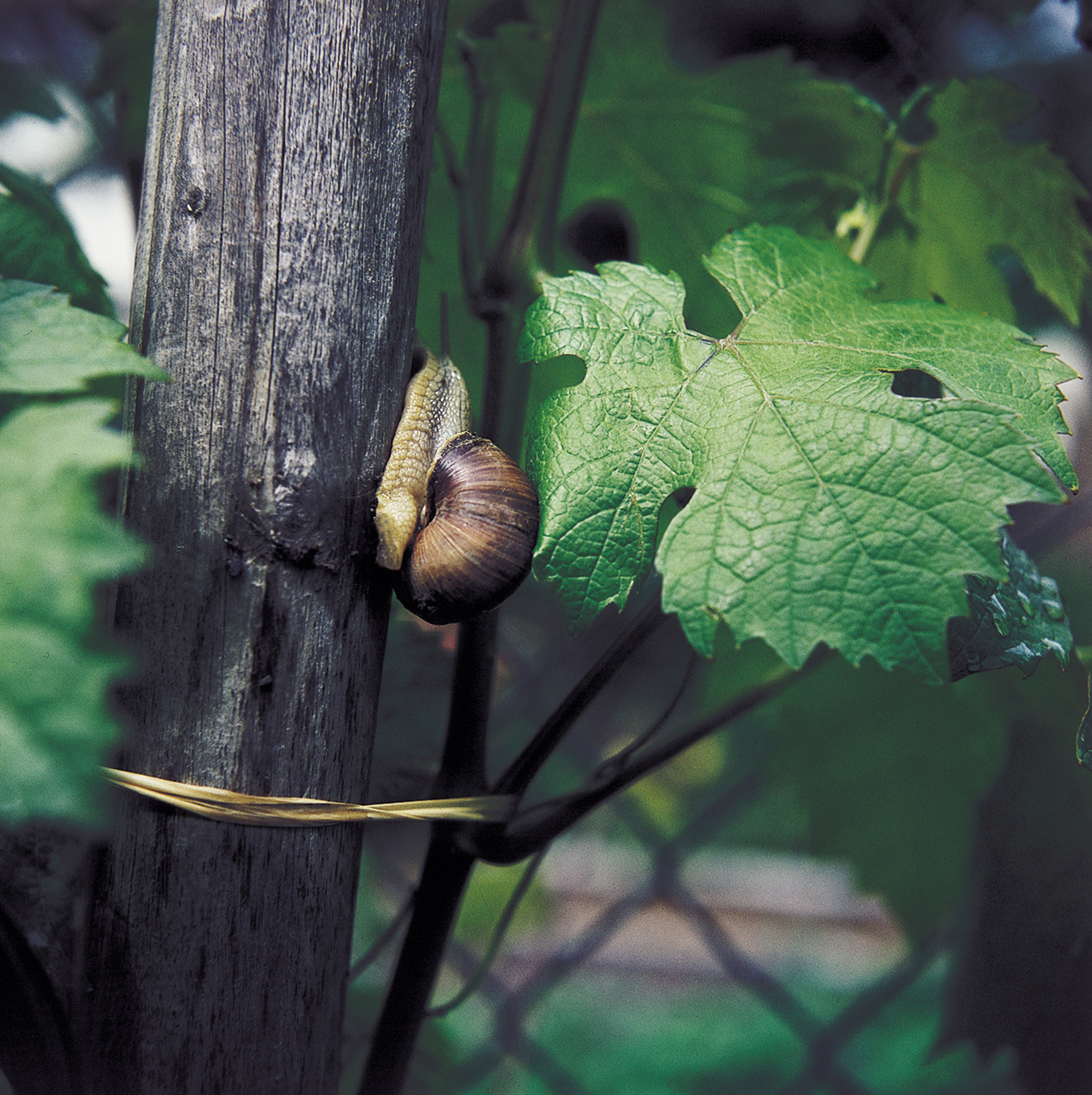 Wein und Klimawandel: Die Auswirkungen auf den Weinbau