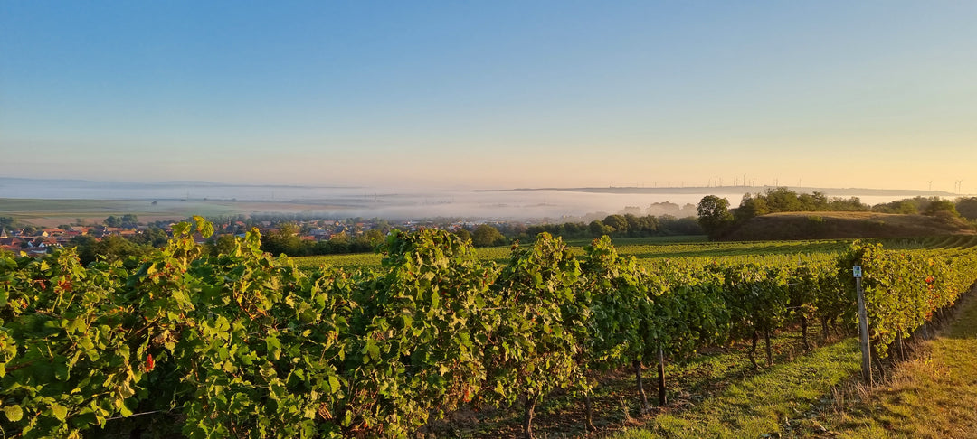 Weinlese 2021 - Herausforderndes Jahr, doch gelungene Ernte