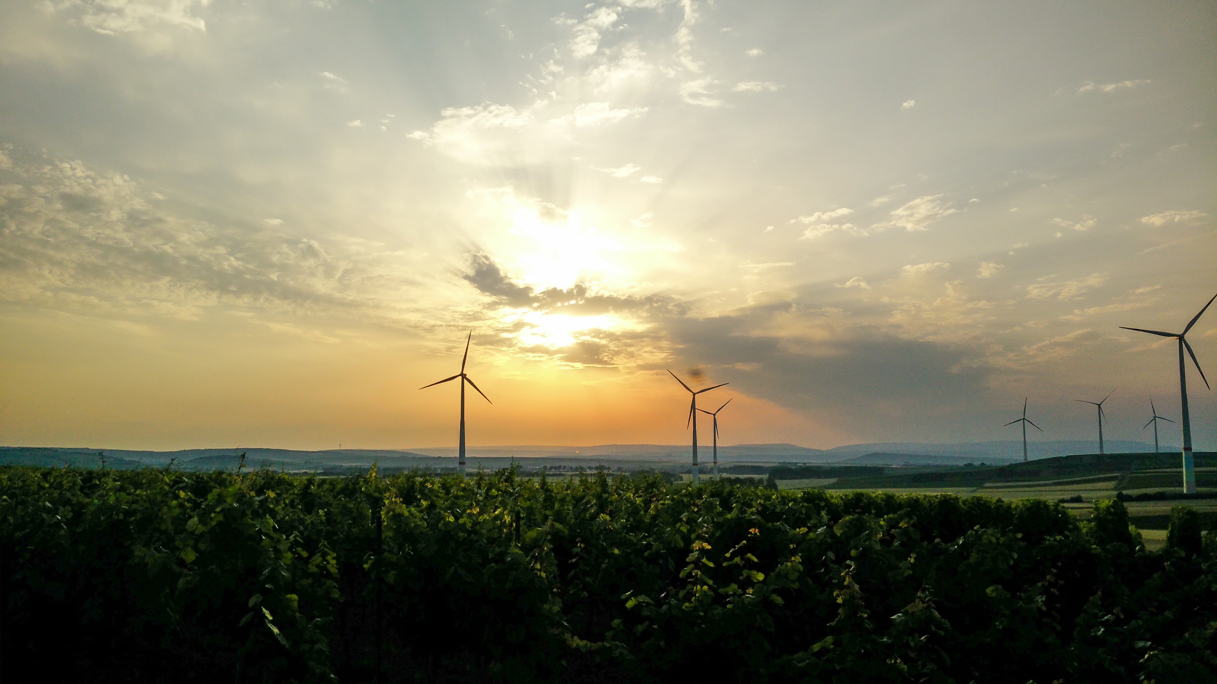 Rheinhessische Weinberge im Sonnenuntergang