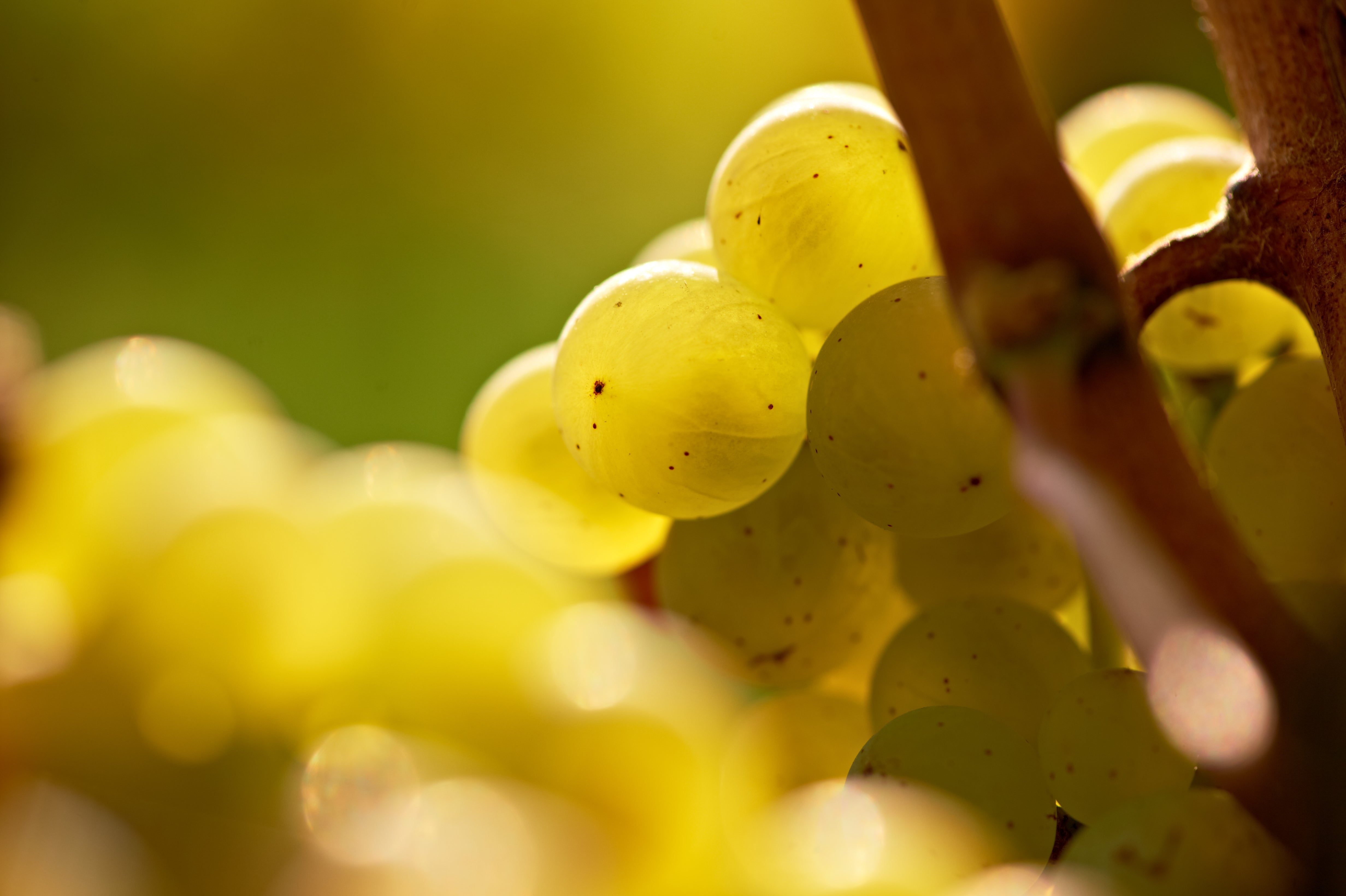 Weintrauben und Mineralität