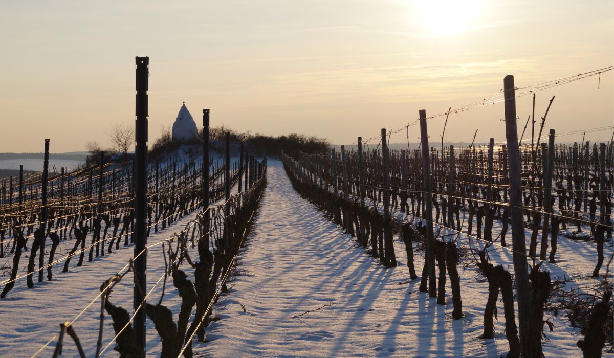 Schnee nach der Eisweinlese