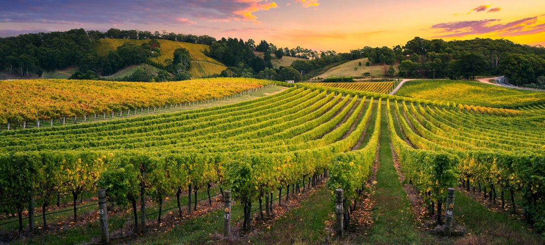 Schon gewusst? Warum der Weinbau beinahe vollständig ausgestorben wäre