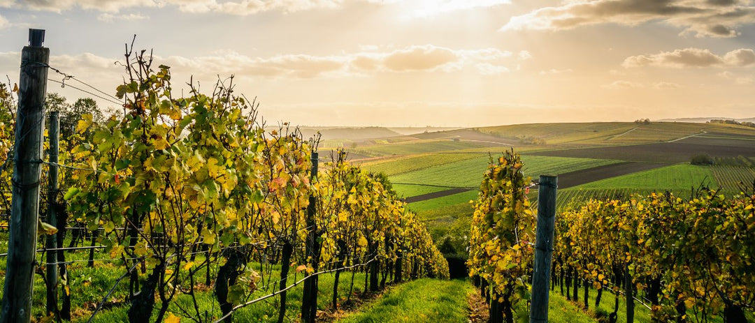 Herbstzauber im Weingut: Nach der Weinlese beginnt die Magie