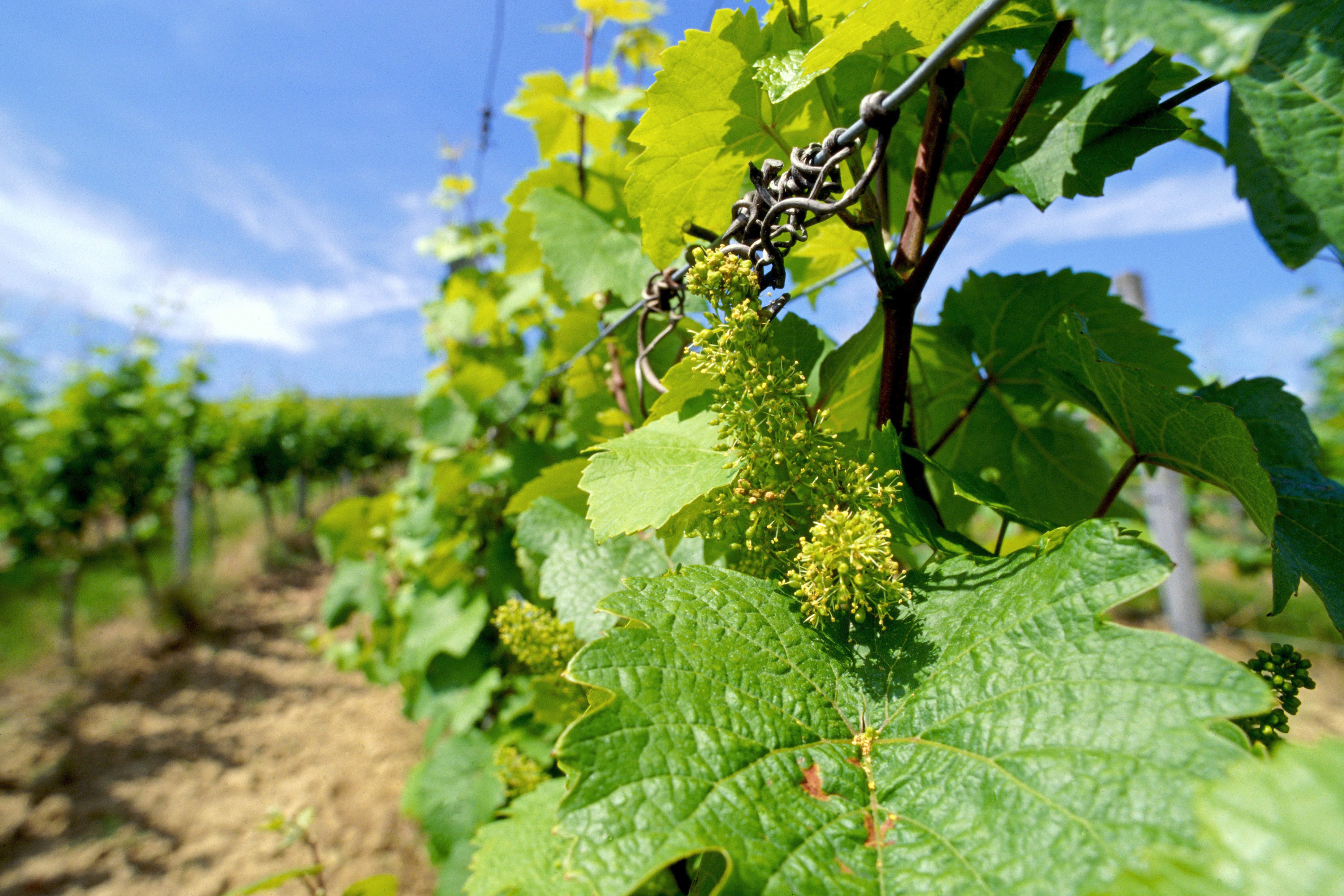 Aktuelle Forschung: Wie lange baut der Mensch eigentlich schon die Weinrebe an?