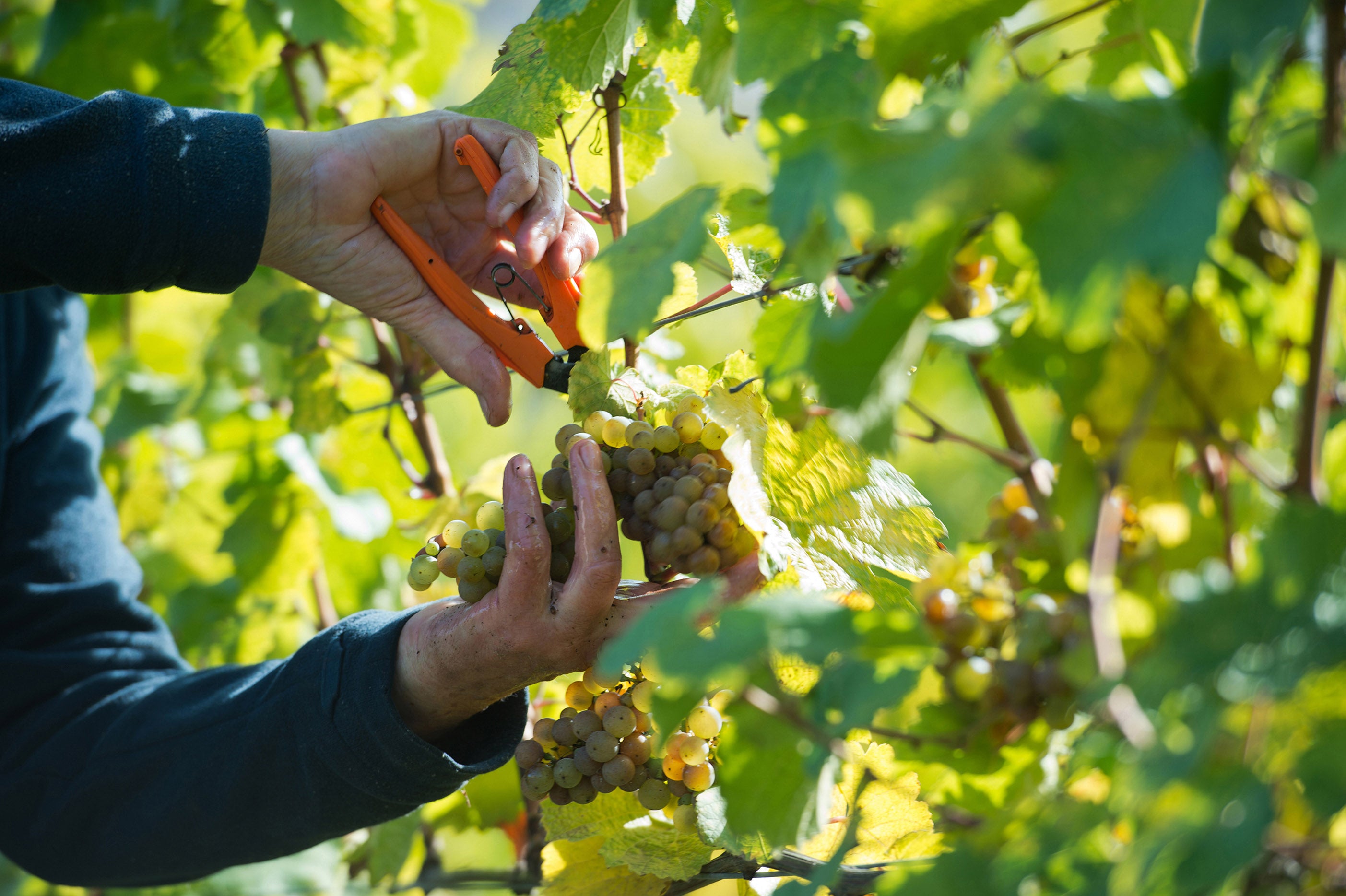 Weinlese 2023: Unser jährliches Abenteuer zwischen Reben und Fässern im Herzen von Rheinhessen