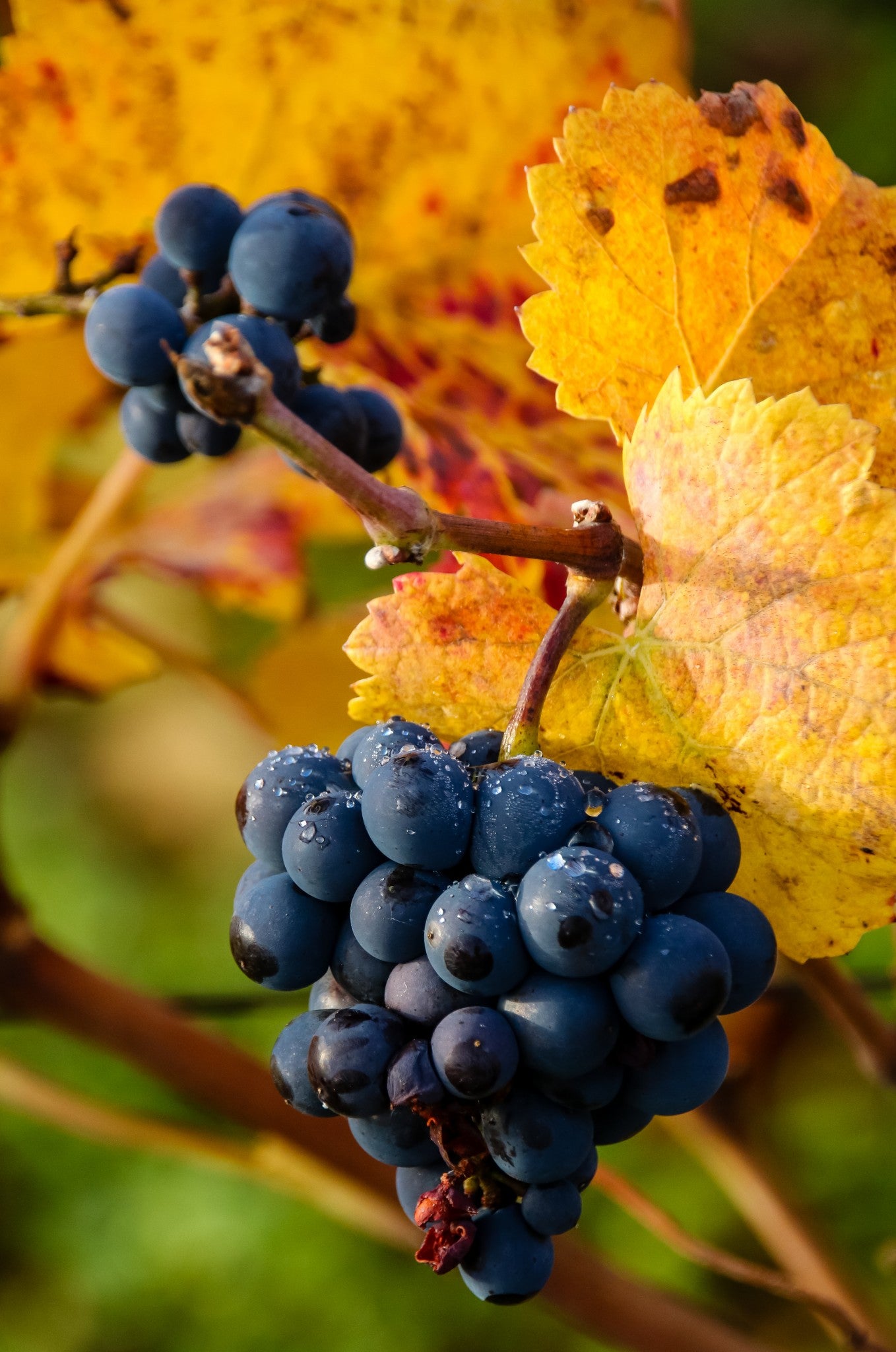 Weingenuss beim Weintrinken - diese Rotweintraube landet später einmal in unserem Merlot Barrique